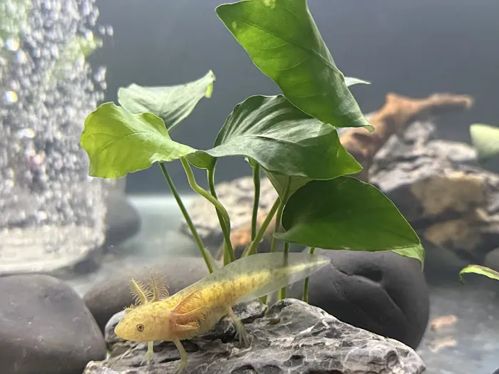 Seamless Axolotls 12