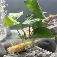 Seamless Axolotls ico