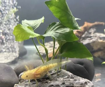 Seamless Axolotls