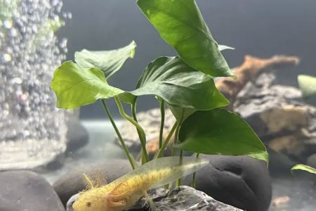 Seamless Axolotls