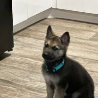 Georgesville Road Animal Hospital ico