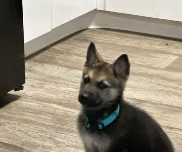 Georgesville Road Animal Hospital