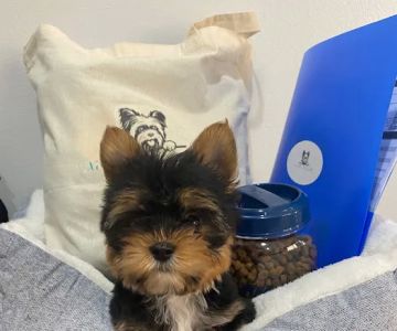 Xclusive Little Yorkies