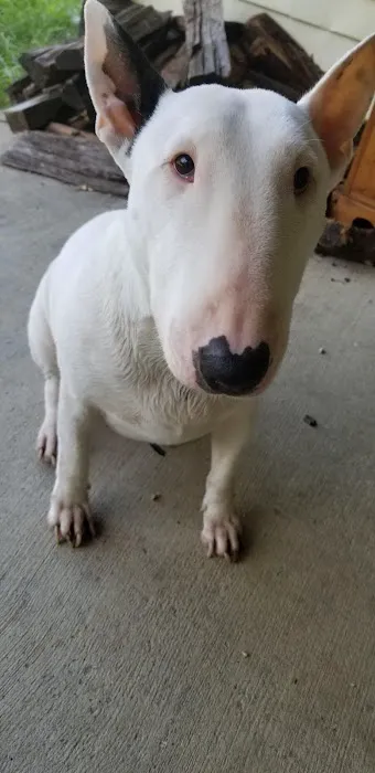 Angel Animal Hospital 12