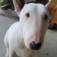 Angel Animal Hospital ico