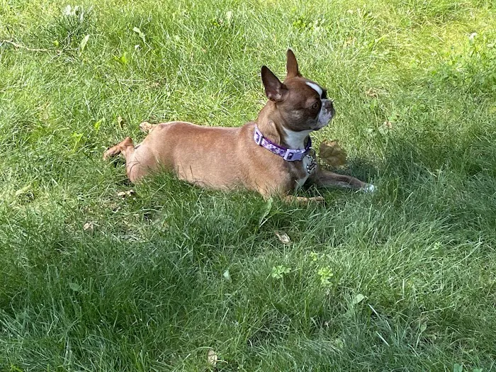 Animal Hospital of Worthington 6