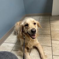 Animal Hospital of Worthington ico