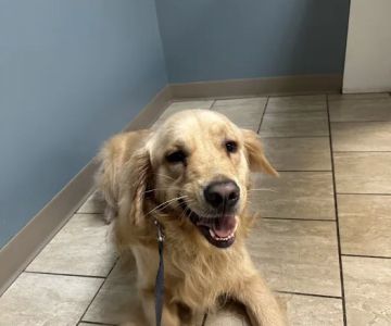 Animal Hospital of Worthington