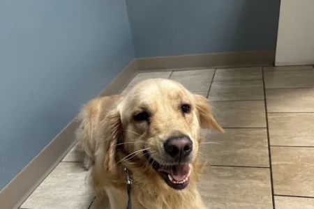 Animal Hospital of Worthington