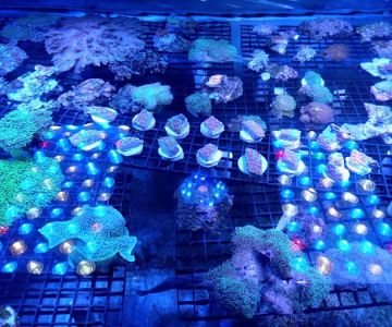 Reef Lounge Miami