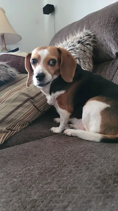 Bexley Animal Hospital 1