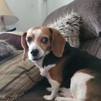 Bexley Animal Hospital ico