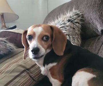 Bexley Animal Hospital