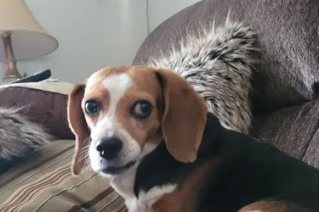 Bexley Animal Hospital