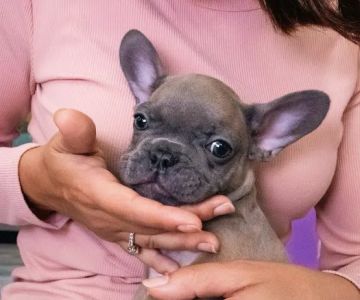 Forever Love Puppies North Miami