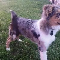 Parsons Animal Clinic ico