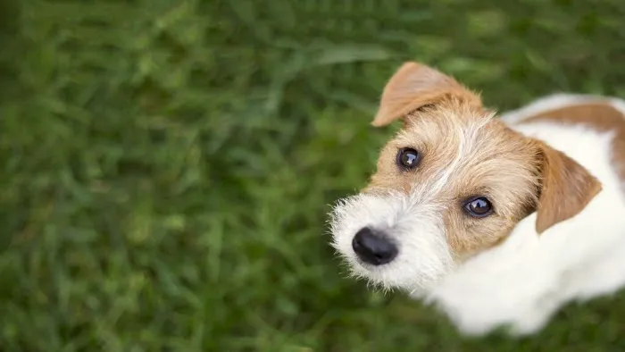 Great Southern Animal Hospital 12