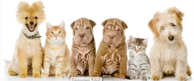 Great Southern Animal Hospital 12