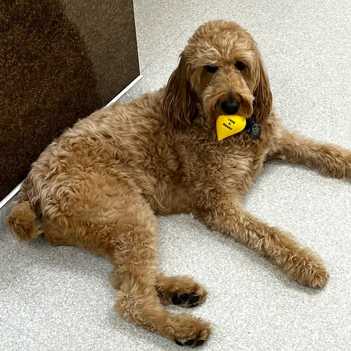 Great Southern Animal Hospital 12