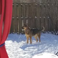 Eastmoor Animal Clinic ico