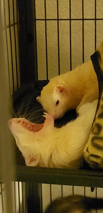 Pet Supermarket 12