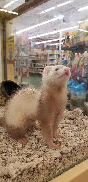 Pet Supermarket 12