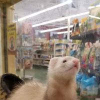 Pet Supermarket ico