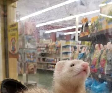 Pet Supermarket
