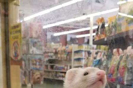 Pet Supermarket