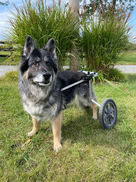 K9 Carts 12