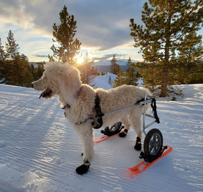 K9 Carts 12