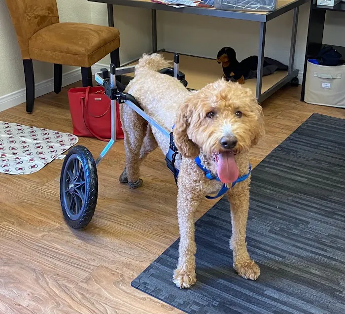 K9 Carts 12