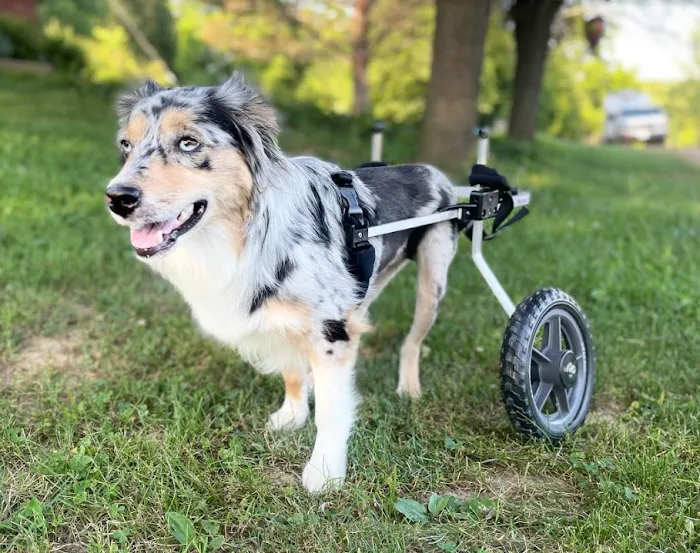 K9 Carts 12