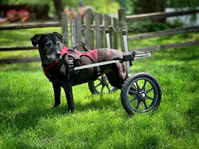 K9 Carts 12