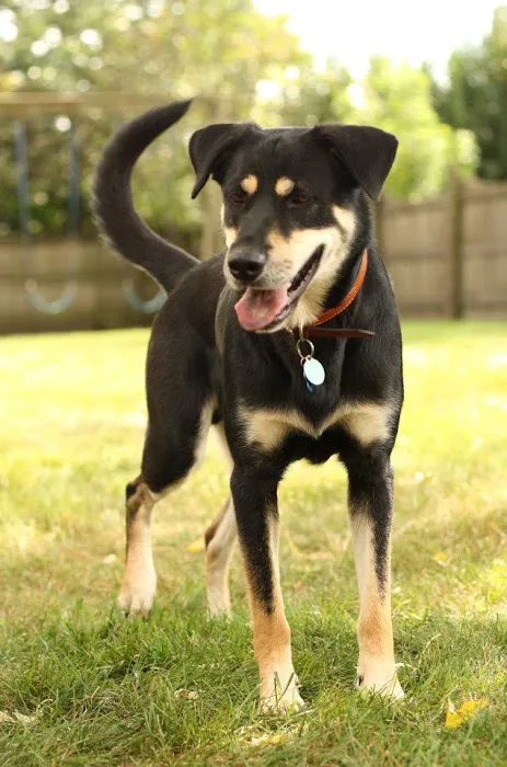 Keller Lake Animal Hospital 12