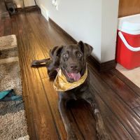 BluePearl Pet Hospital Arden Hills ico