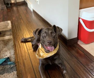 BluePearl Pet Hospital Arden Hills