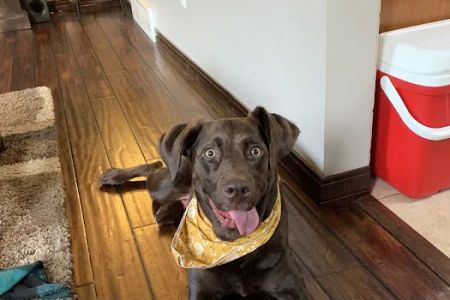 BluePearl Pet Hospital Arden Hills