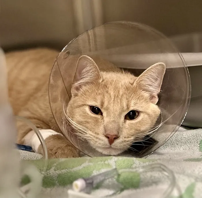 BluePearl Pet Hospital Arden Hills 12
