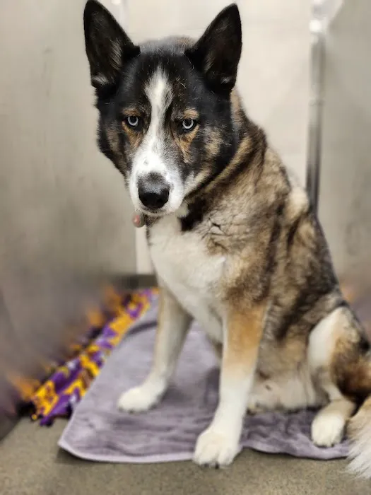 BluePearl Pet Hospital Arden Hills 12