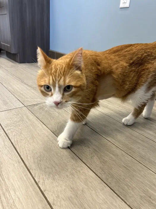 BluePearl Pet Hospital Arden Hills 12