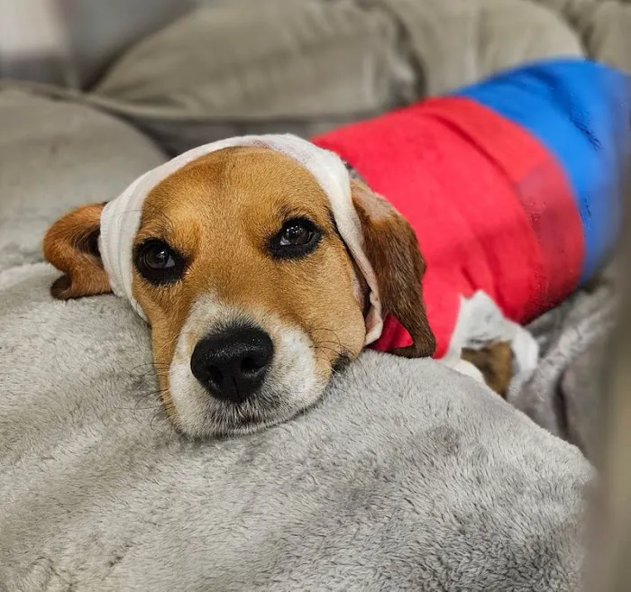 BluePearl Pet Hospital Arden Hills 12