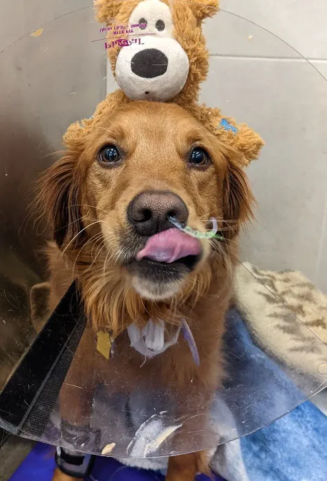 BluePearl Pet Hospital Arden Hills 12
