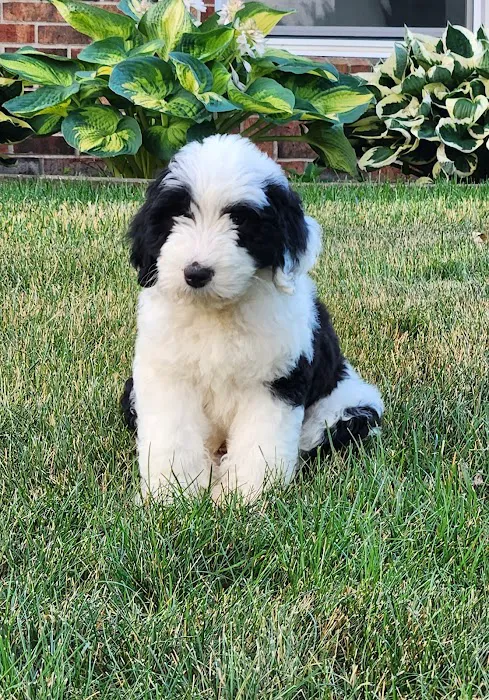BluePearl Pet Hospital Arden Hills 12