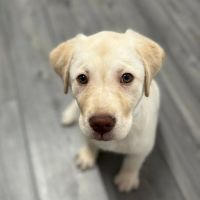 Waggles Port Charlotte ico