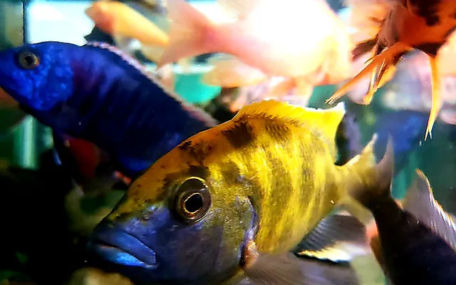 Finatic Aquatics 12