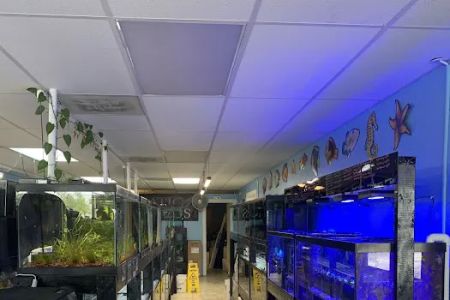 Finatic Aquatics