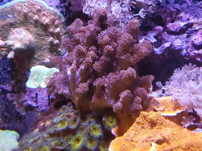 Finatic Aquatics 12