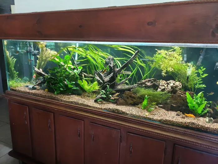 Finatic Aquatics 12