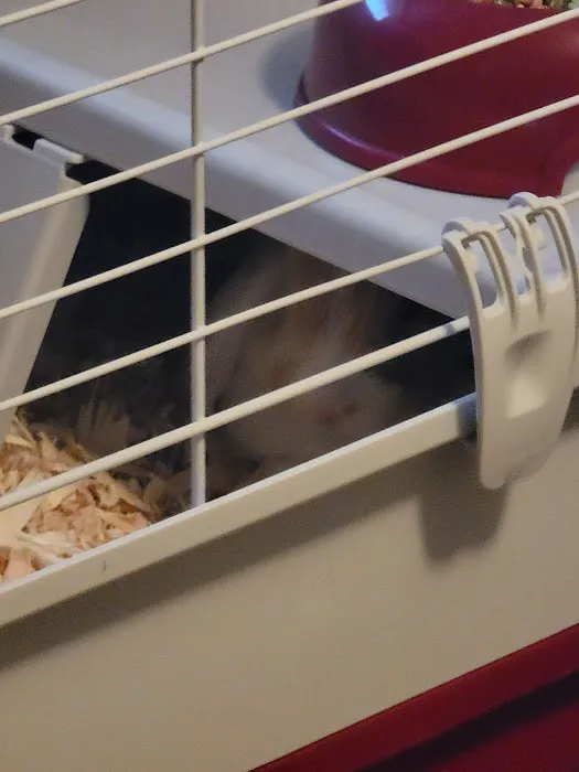 Pet Supermarket 12